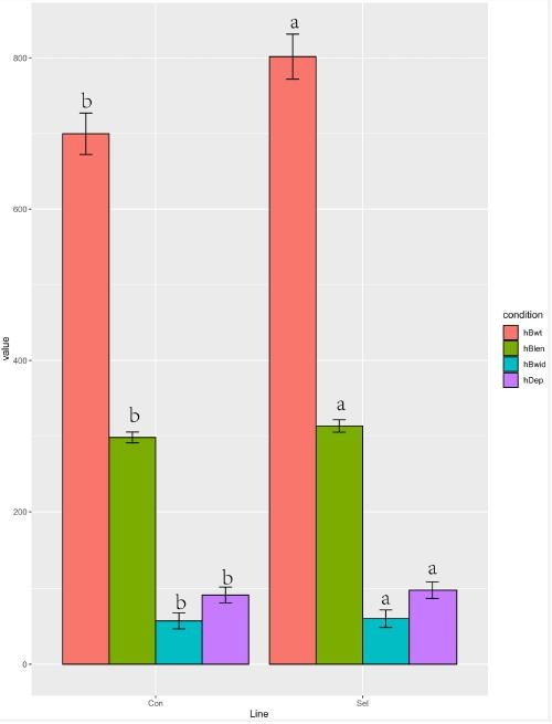 图 1 黄河鲤新品种与对照组生长性能比较