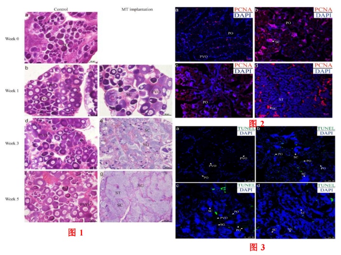 图 1+2+3 人工性别逆转以及性腺的增殖检测和胞凋亡的检测