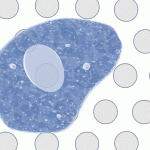 百创S3000空间转录芯片demo数据-小鼠脑