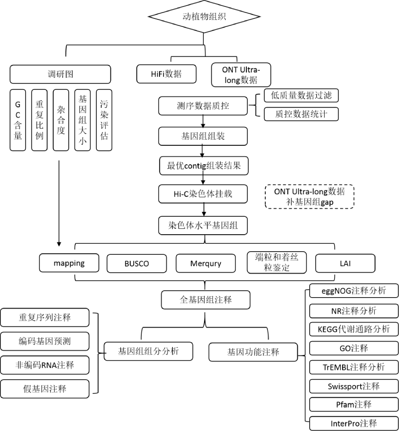 T2T基因组技术路线