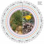 项目文章 | 基因组学助推菊芋起源演化研究获最新进展