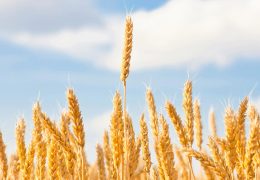 山东省农业科学家成功绘制小麦基因组从“头”到“尾”无缺口的精确组装