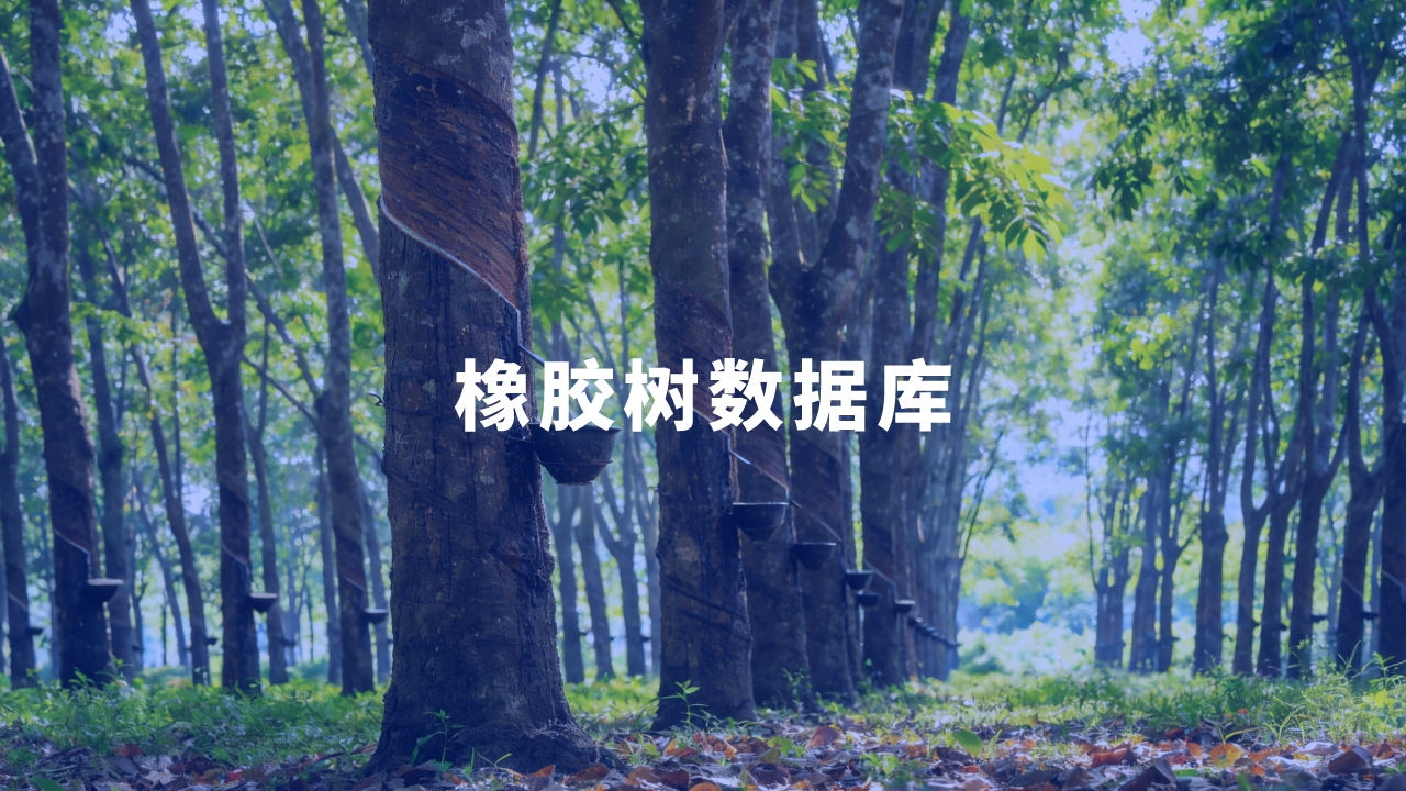 合作单位：中国热带农业科学院橡胶研究所