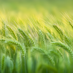 Genome Biology | 空间转录组技术助力北京大学现代农业研究院构建小麦籽粒三维基因表达图谱