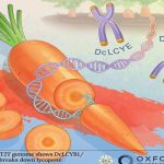 《Horticulture Research》封面文章：红色胡萝卜中番茄红素积累的遗传机制