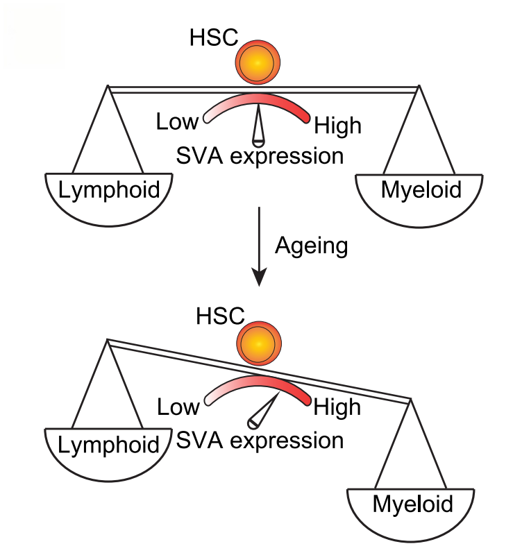 图7. 衰老相关SVA激活导致髓系偏倚