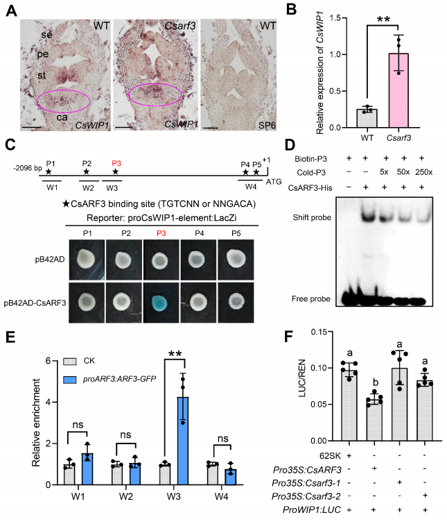 图3 CsARF3负向调控CsWIP1在心皮发育中的表达