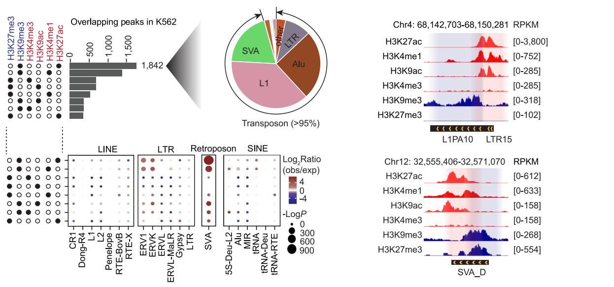 图1. 复合转座元件携带空间分离的双重染色质标记