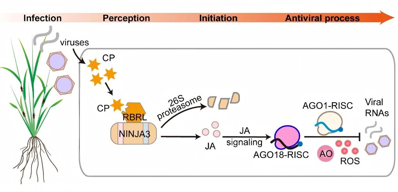 水稻抗病毒防御反应的分子机制