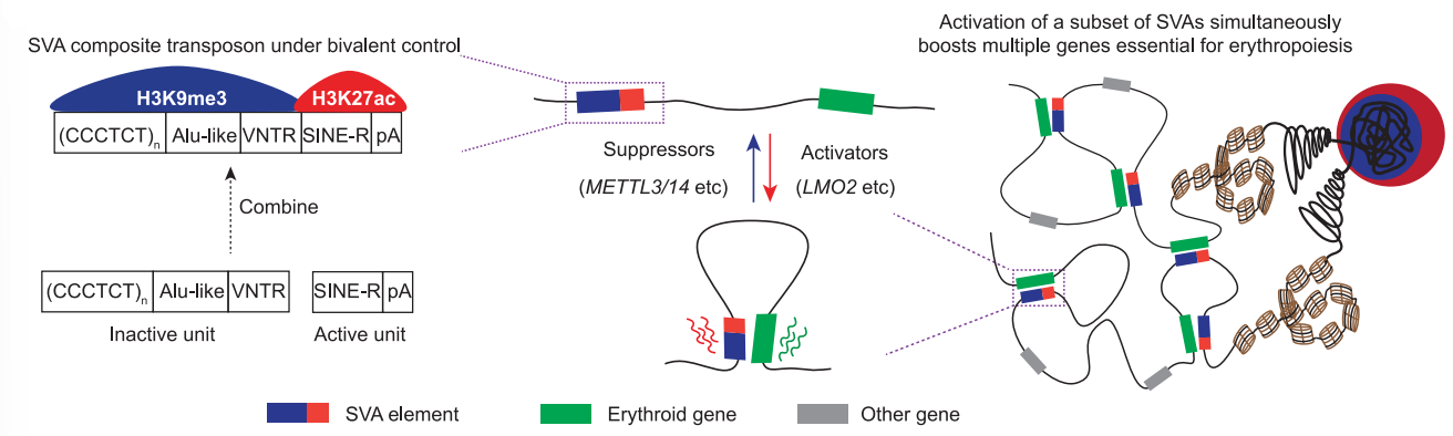 图6. SVA激活促进红系分化相关基因表达
