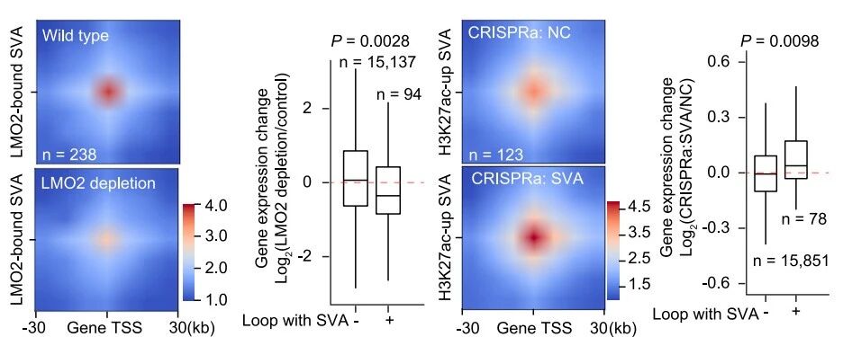 图5. SVA通过RNA依赖性机制发挥增强子功能