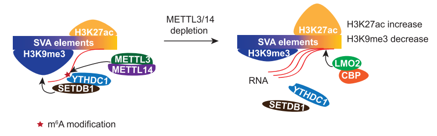 图4. METTL3/14通过m6A-YTHDC1-SETDB1通路促进SVA 5'端H3K9me3修饰