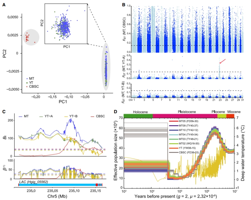 冰期-间冰期气候变化可能影响深渊种群动态历史