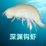 Cell | 深渊钩虾基因组揭示其万米超深渊环境的适应性和种群历史