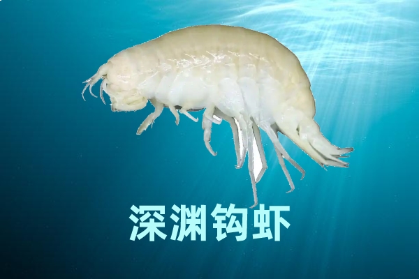 深渊钩虾