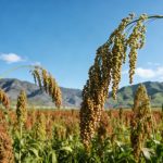 《Cell》：揭示缺磷环境促进作物SL外排的生理现象，并解析其分子机制