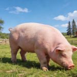 《Science Bulletin》印遇龙院士团队最新研究成果：史氏甲烷短杆菌通过抑制肝脏酮体代谢，导致出生后生长迟缓