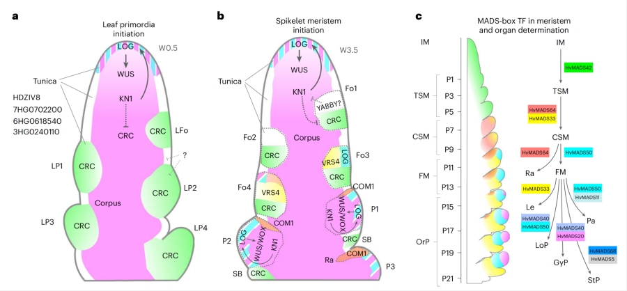 图2. 植物SAM中原基形成和分生组织结构的模型，以及发育中的花序示意图
