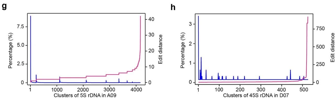 图1 5S rDNA和45S rDNA分析