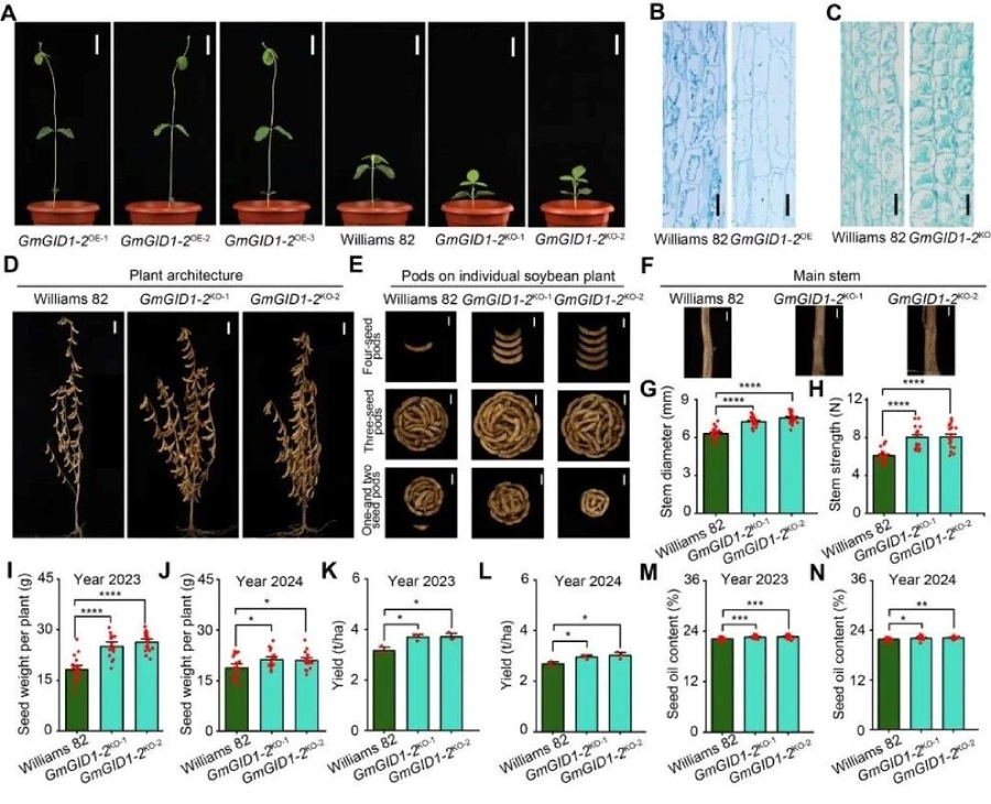 图1 敲除GmGID1-2改良大豆株型并提高产量和种子含油量