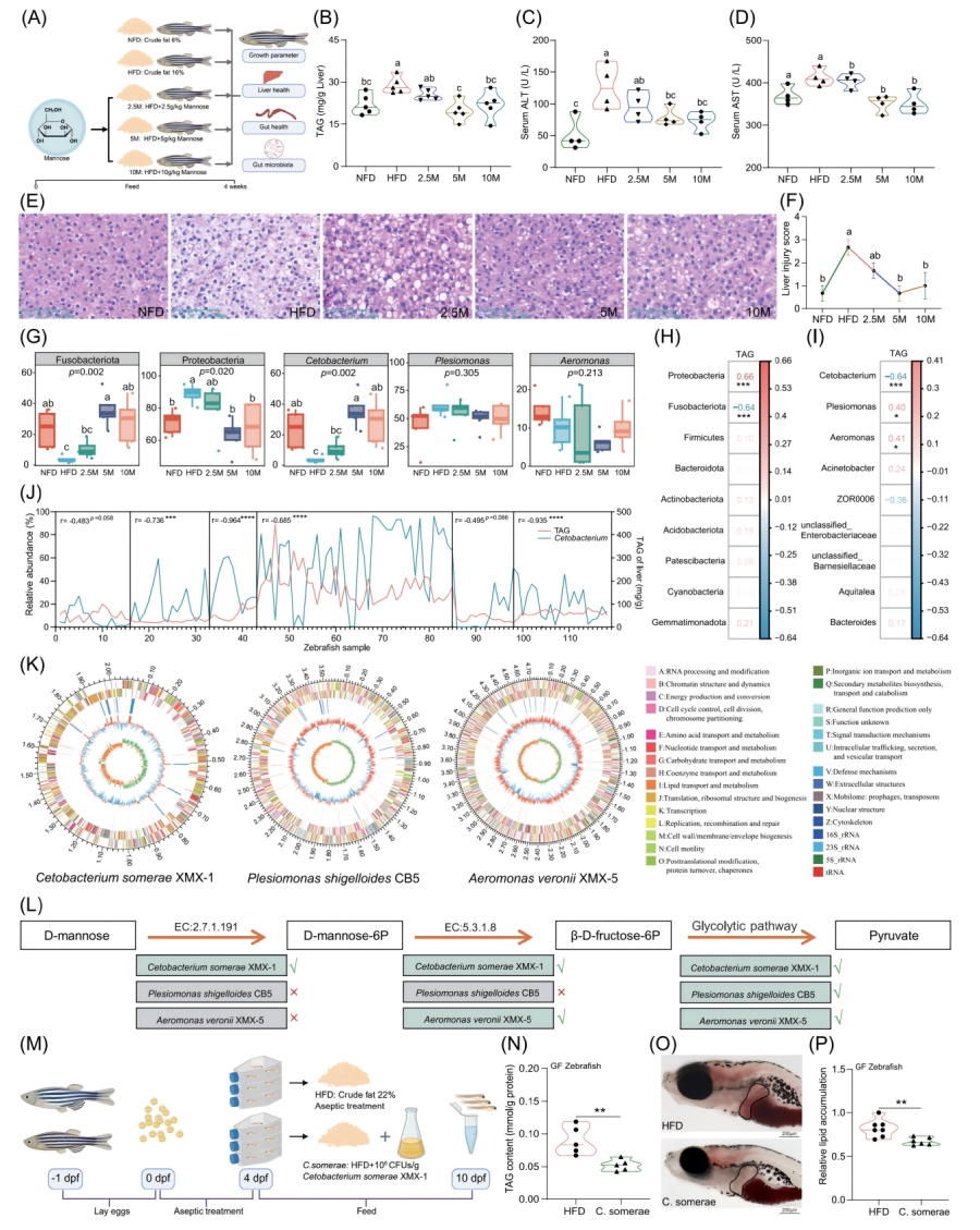 图1-甘露糖补充不能直接缓解HFD诱导的肝脏脂肪变性,但会促进C.somerae的生长