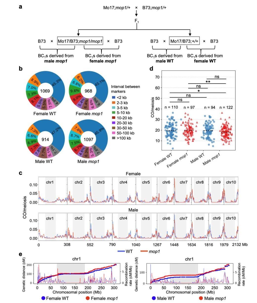 图1 雄性mop1突变体与雌性mop1突变体相比，交叉（CO）数量减少。