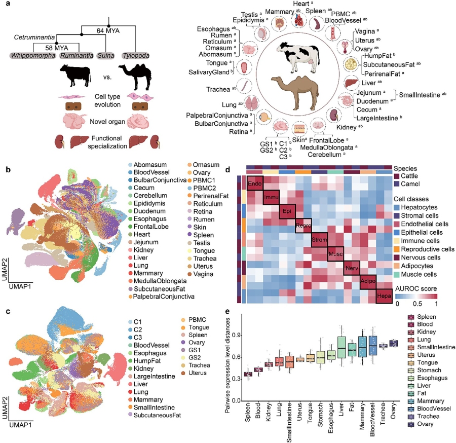 图1. 细胞图谱构建