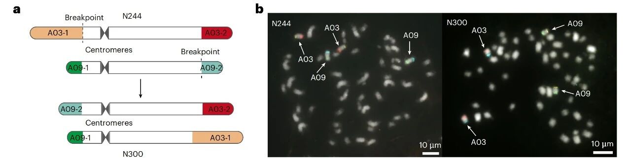 图2 A03-A09易位的鉴定及验证