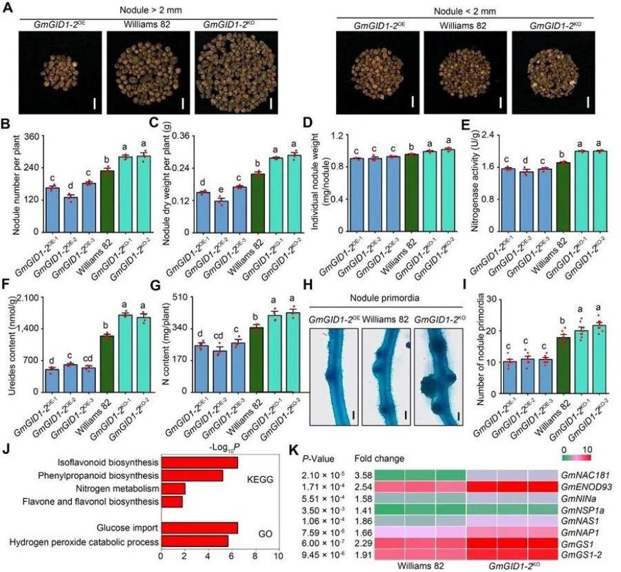 图2 敲除GmGID1-2增强大豆根瘤固氮