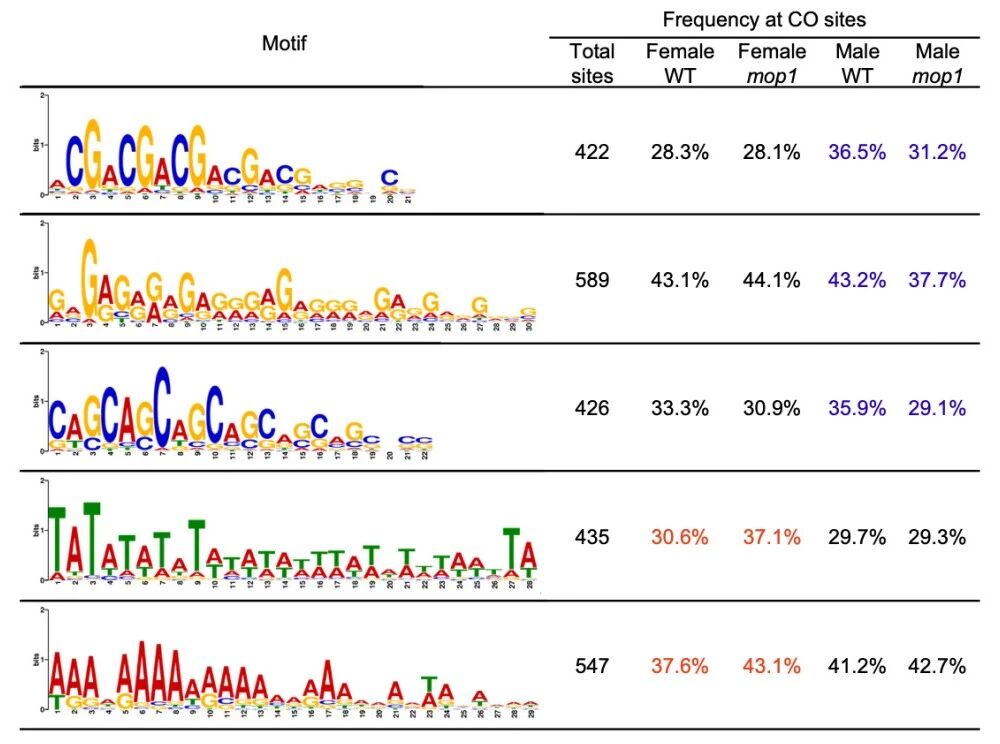 图2 在雄性mop1突变体中，G/C相关基序的频率降低，而在雌性mop1交叉互换（COs）中A/T相关基序的频率增加。