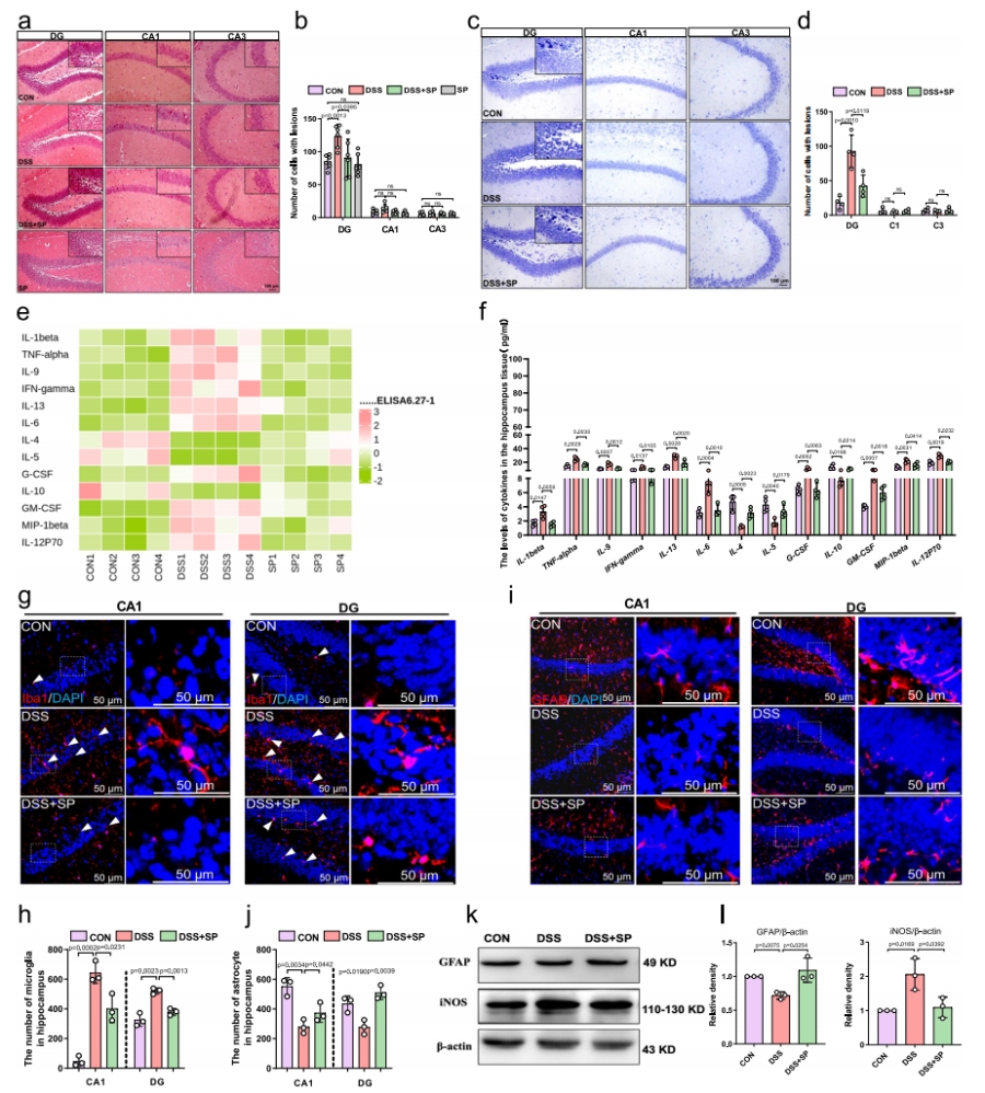 图2 SP减轻DSS诱导小鼠的海马损伤及神经炎症反应