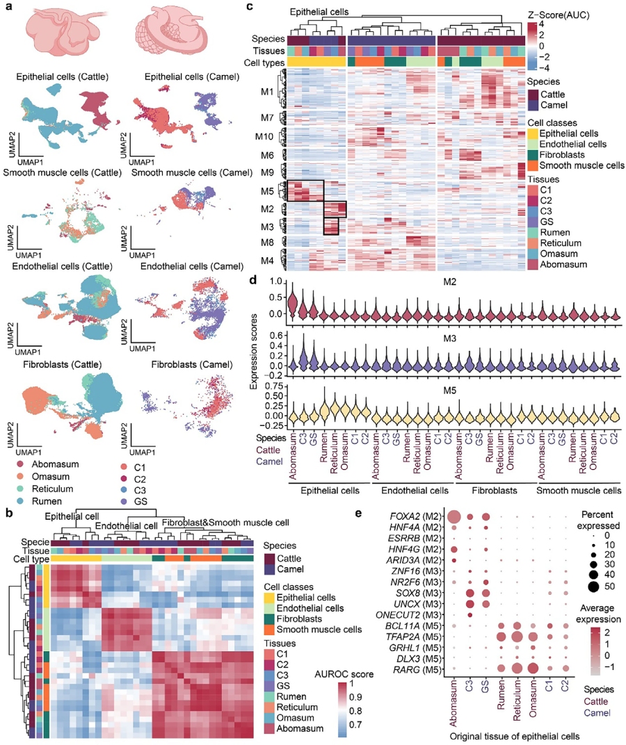 图2. 多室胃结构细胞的跨物种比较分析
