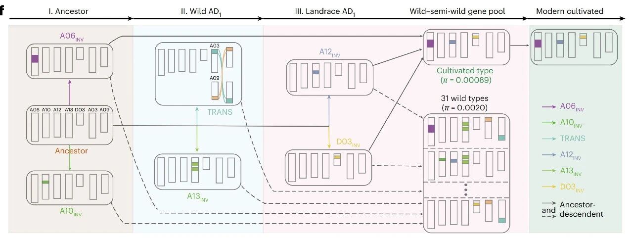 图3 陆地棉三段式驯化路径