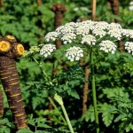 川芎水稻轮作内在机制解析最新研究进展丨《Journal of Cleaner Production》成都中医药大学国锦琳教授团队