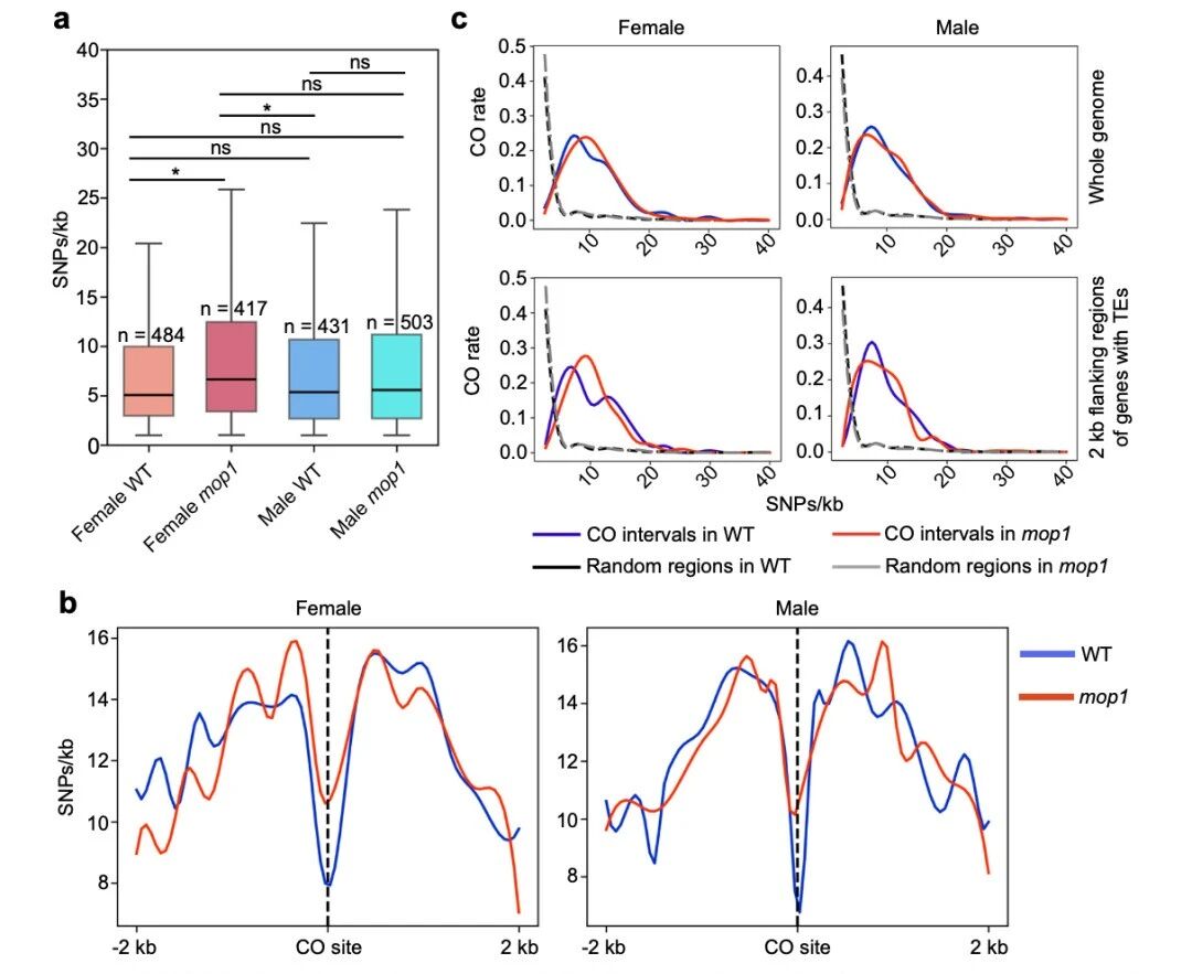 图3 mop1基因，尤其在雌性个体中，倾向于在遗传多样性较高的区域引入新的交叉（CO）位点。