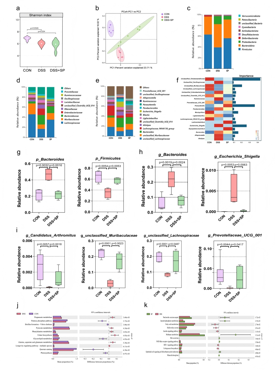图3 SP可改善DSS诱导小鼠的肠道菌群失调并改变微生物组功能
