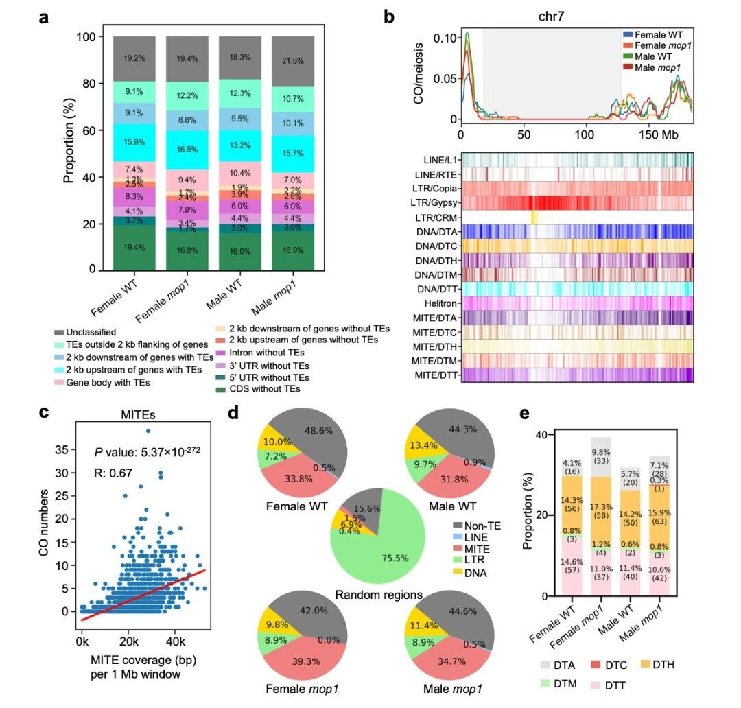 图4 交叉变异（COs）与微RNA元件（MITEs）相关联，在mop1突变体中观察到更高的富集程度