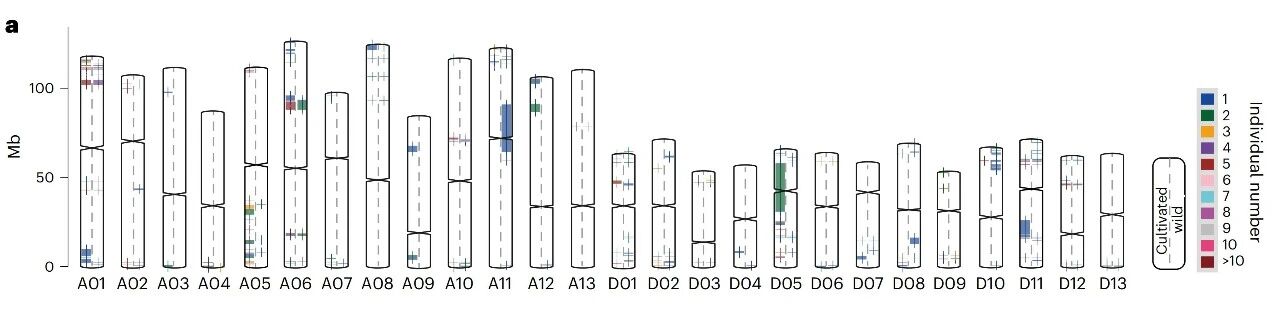 图4 陆地棉半野生棉及栽培种中海岛棉渐渗片段分析