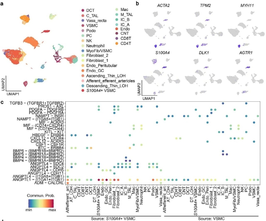 图4. 骆驼肾脏中S100A4+VSMCs的鉴定