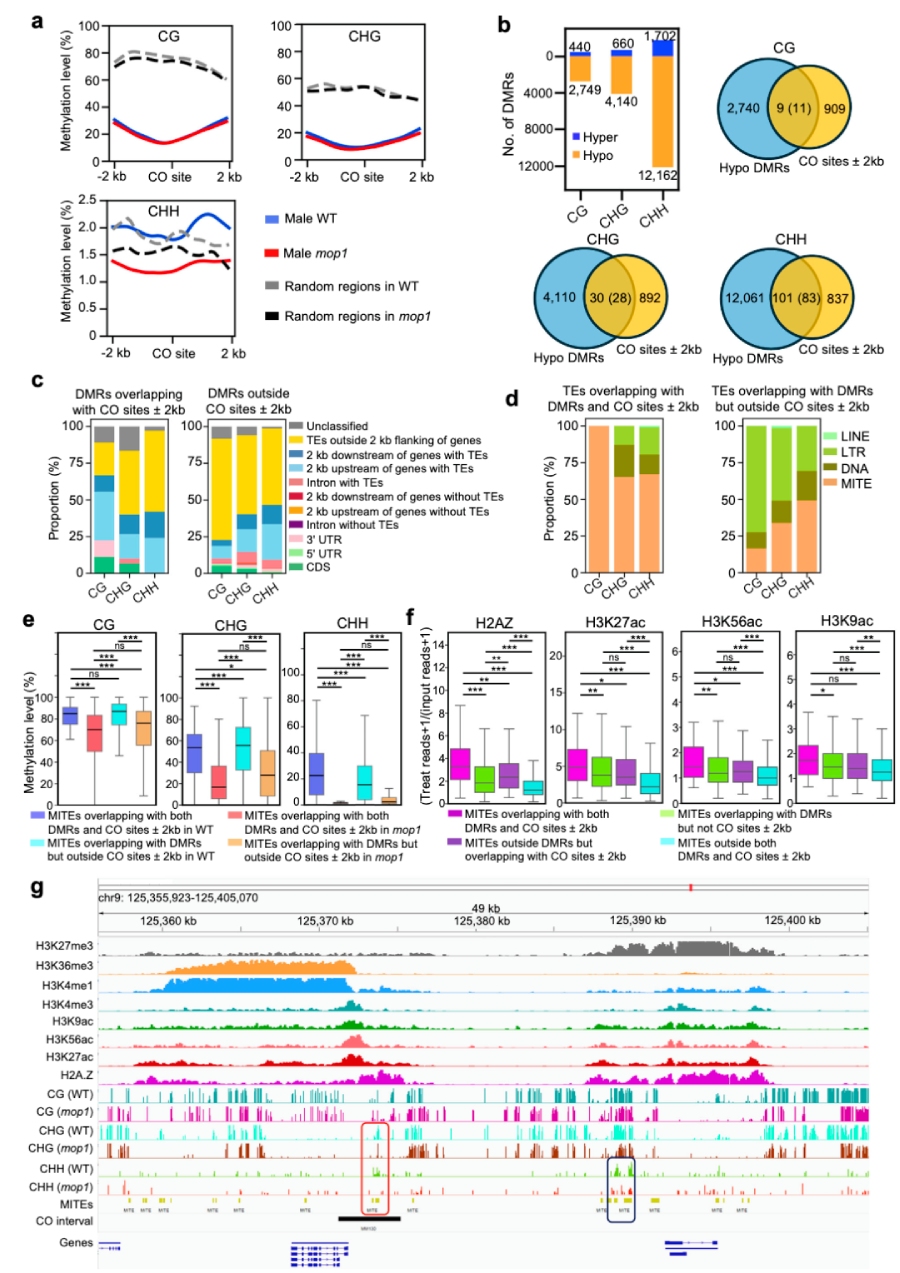 图6 mop1可能通过局部降低具有开放染色质标记的MITE序列上的DNA甲基化水平 引入新的交叉（CO）位点