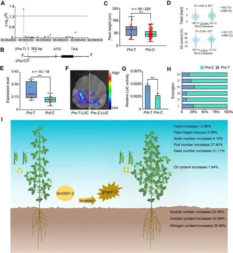 大豆GmGID1-2的优异等位变异和一因多效功能