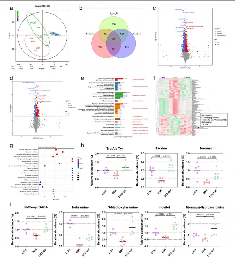 图7 SP可增强肠道微生物群源代谢物肌醇的富集