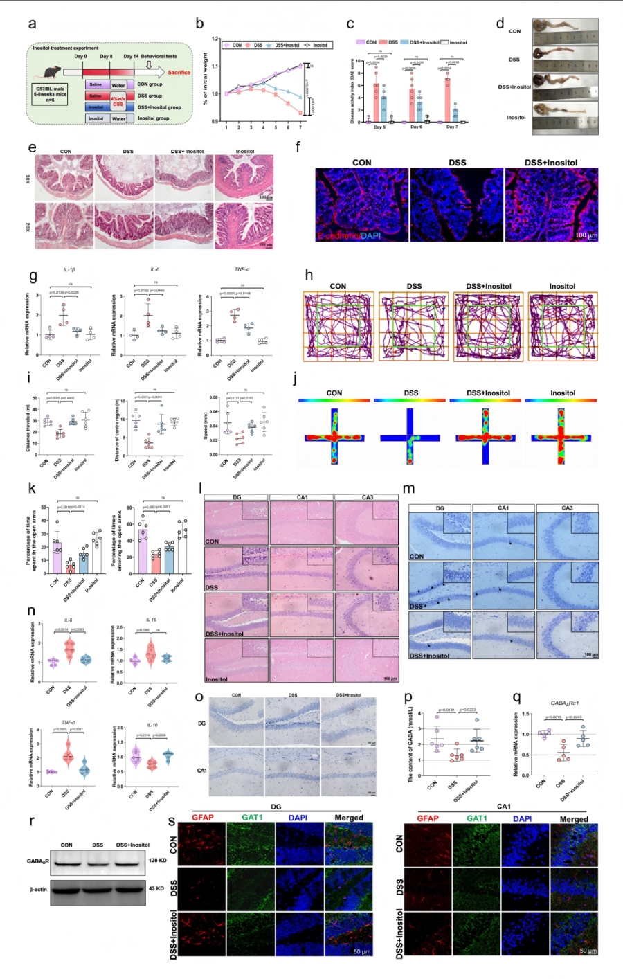 图8 肠道代谢物肌醇介导SP对DSS诱导小鼠结肠炎及焦虑行为的保护作用