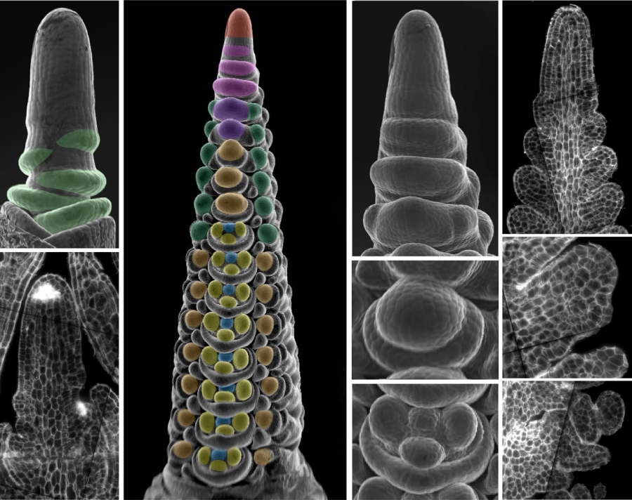 图1. 大麦发育尖端的器官形成