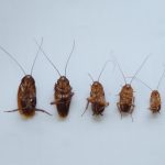 《Science》：木食性蟑螂和白蚁的营养特化与社会性演化