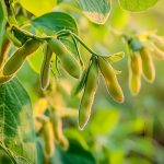 《JIPB》封面文章：南京农业大学发现改良大豆株型且提高产量和根瘤固氮能力的“一因多效”基因