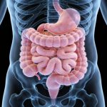 利用壳寡糖调节肠道菌群改善IgA肾病领域取得重要科研进展《Gut Microbes》