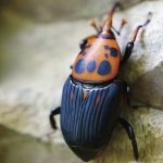 福建农林大学揭示寄主昆虫挥发物“反向塑造”寄生线虫觅食行为的新机制研究丨《PNAS》封面文章