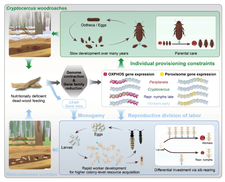 木食性蟑螂与白蚁以不同方式克服取食枯木所致的营养缺陷限制