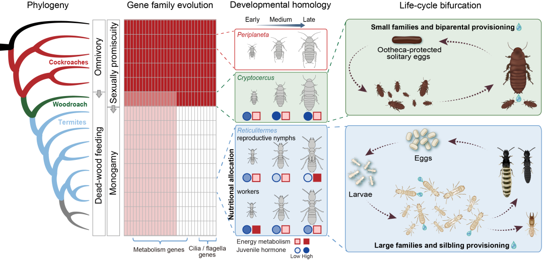 木食性蟑螂双亲抚育与白蚁同胞利他行为的演化